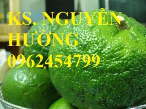 Bán giống cây cam sành, cây giống cam sành, cây cam sành, cam, cam sành
