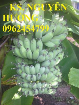 Bán giống cây chuối tây lùn, chuối xiêm lùn, chuối mốc lùn, chuối sứ lùn