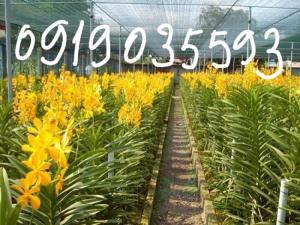 Lưới che nắng cho hồ Tôm, lưới che vườn ươm, lưới che cây cà phê, lưới che tiêu