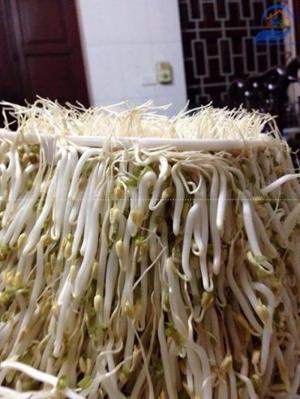 Thiết bị làm giá sach đa năng phiên bản công nghiệp