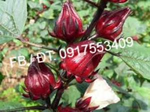 Bán hoa bụp giấm / atiso đỏ / hibiscus (sỉ và lẻ)