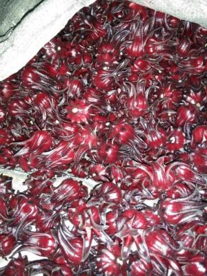 Hoa bụp giấm - hoa atiso đỏ - hibiscus