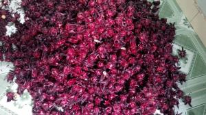 Hoa bụp giấm - hoa atiso đỏ - hibiscus