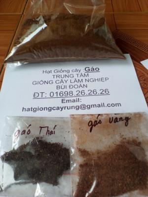 Hạt giống cây gáo