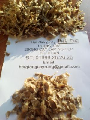 Hạt giống cây gáo