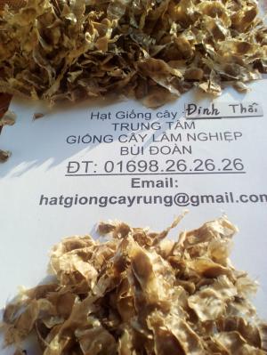 Hạt giống cây đinh thối