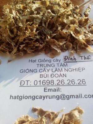 Hạt giống cây đinh thối