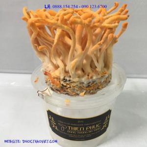 Nấm Đông Trùng Hạ Thảo Tươi Thiên Phúc