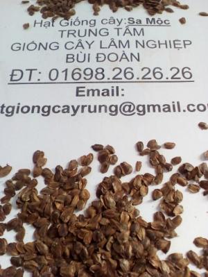 hạt giống cây sa mộc chính hãng