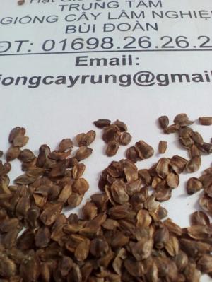 hạt giống cây sa mộc giá rẻ