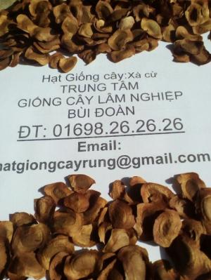 Hạt xà cừ chất lượng cao