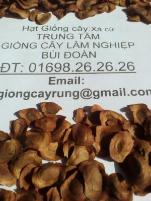 Hạt xà cừ chất lượng cao