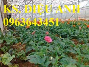 Bán cây hoa đồng tiền nuôi cấy mô đủ màu, số lượng lớn, giao hàng toàn quốc
