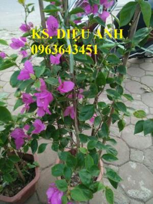 Cây hoa giấy đủ màu, số lượng lớn, hàng đẹp, đảm bảo, giao hàng toàn quốc