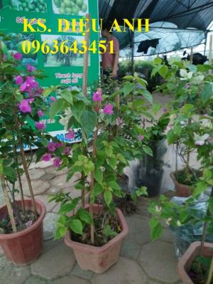 Cây hoa giấy đủ màu, số lượng lớn, hàng đẹp, đảm bảo, giao hàng toàn quốc