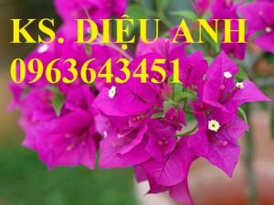 Bán cây giống, cây thương phẩm hoa đồng tiền, hoa giấy, hoa hồng leo, cây thần kì.
