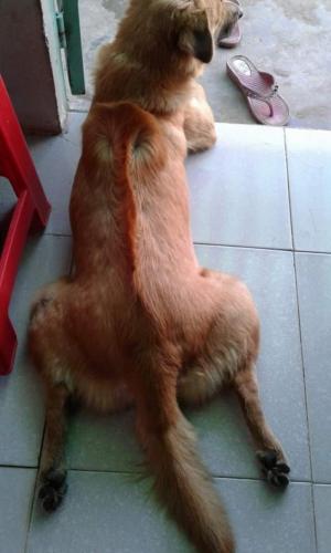 Cần bán 1 em Phú quốc F2 vàng lửa