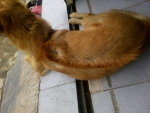 Cần bán 1 em Phú quốc F2 vàng lửa