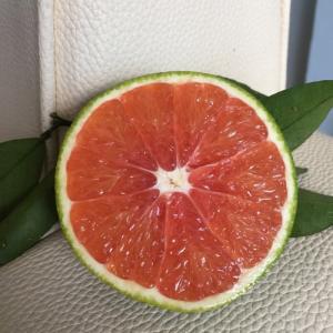 Cam Cara Không Hạt – Đà lạt