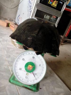 Rùa răng giống long mỹ hậu giang