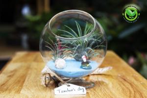 Terrarium cây không khí