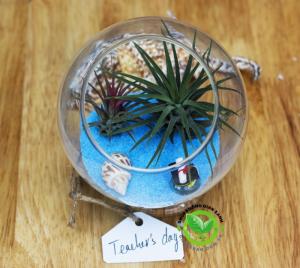Terrarium cây không khí