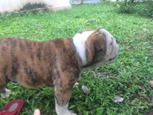 Cần bán chó Bulldog anh