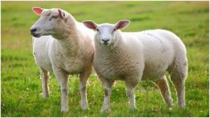 Bán buôn bán lẻ nguyên liệu chiết xuất nhau thai cừu