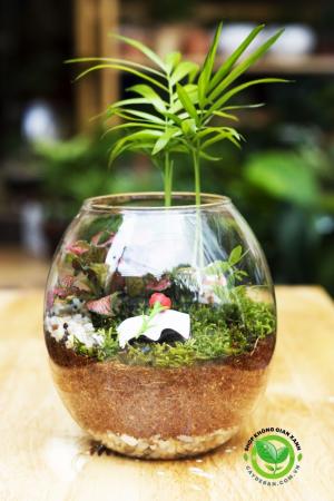 Terrarium quà tặng 20-11