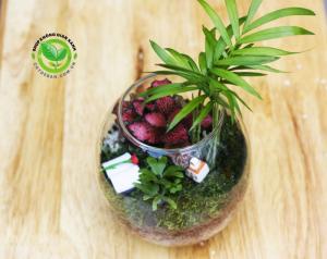 Terrarium quà tặng 20-11