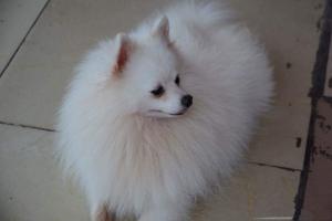 Nhận phối giống chó phốc sóc (Pomeranian)