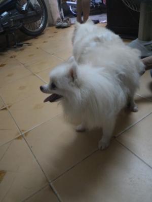 Nhận phối giống chó phốc sóc (Pomeranian)