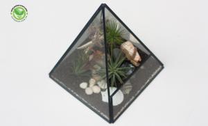 Kim tự tháp terrarium
