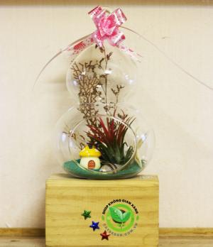Terrarium cây không khí Kim Yến