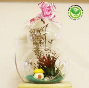 Terrarium cây không khí Kim Yến