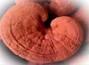 Nấm linh chi đỏ Tây Ninh
