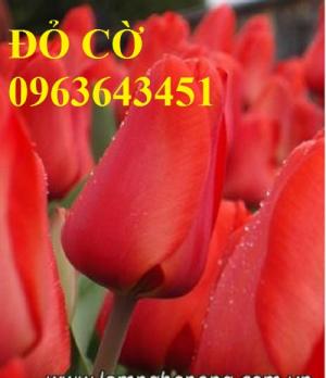 Bán củ hoa tuylip nhập khẩu Hà Lan, đủ màu, số lượng lớn, chất lượng cao, giao hàng toàn quốc