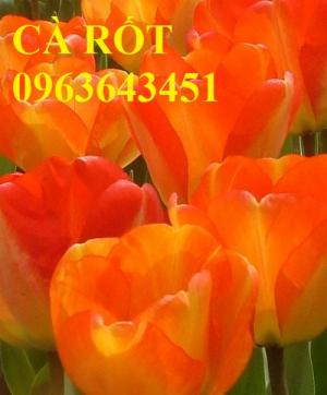 Bán củ hoa tuylip nhập khẩu Hà Lan, đủ màu, số lượng lớn, chất lượng cao, giao hàng toàn quốc