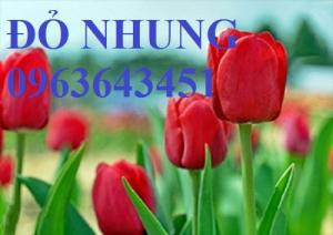 Bán củ hoa tuylip nhập khẩu Hà Lan, đủ màu, số lượng lớn, chất lượng cao, giao hàng toàn quốc