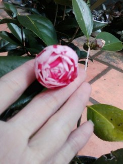 Hoa trà mi hồng sọc