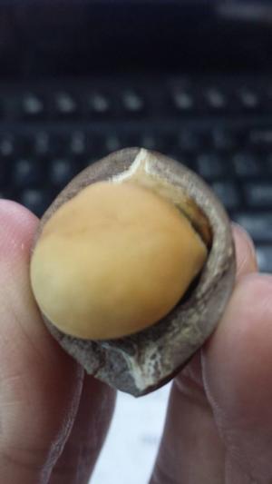 mắc ca