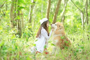 Bán chó Alaska Malamute