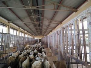Mua dê giống ở đâu?