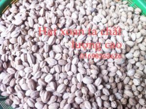 hạt xoan ta giống chất lượng cao - bán hạt giống lâm nghiệp