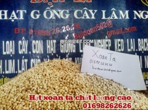 hạt xoan ta giống 01698262626 - bán hạt giống lâm nghiệp