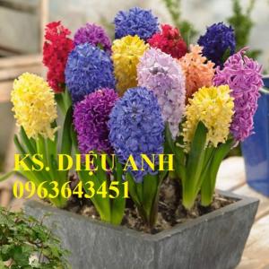 Sỉ, lẻ củ giống: Hoa ly lùn, hoa tuylip, hoa tiên ông, bao hàng chuẩn