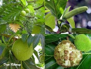 Cây giống sa kê chuẩn giống, số lượng lớn, chất lượng cao