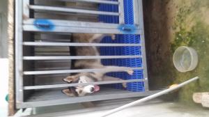 Cần bán em husky