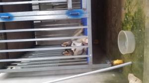 Cần bán em husky