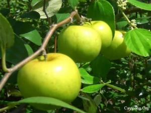 Cây giống táo Thái Lan chuẩn giống, chất lượng cao, giao cây toàn quốc